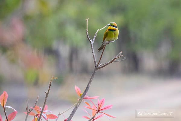 Rainbow Bee Eater, Lomareium Lagoon, NT