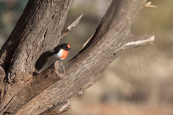Red Breasted Robin, NT