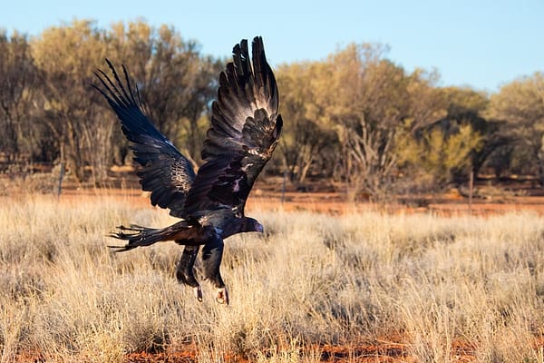 Wedgetail Eagle, NT