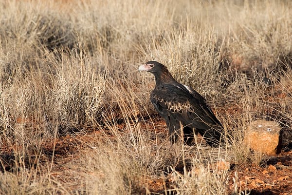 Wedgetail Eagle, NT