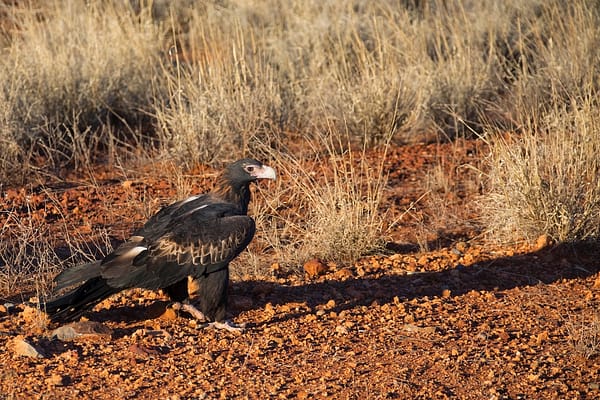 Wedgetail Eagle, NT