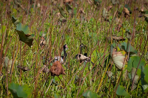 Magpie Geese near Cooktown, FNQ