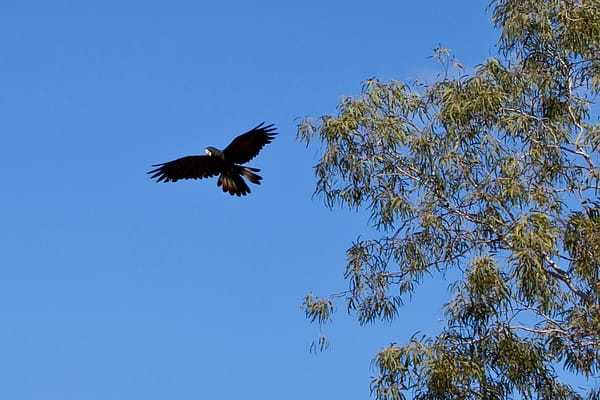 Cooktown, FNQ