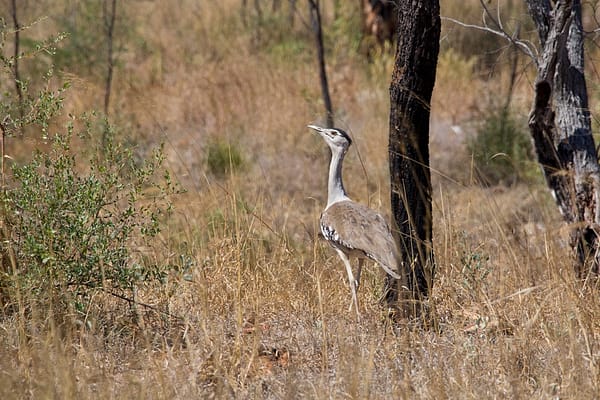 Bustard Bird