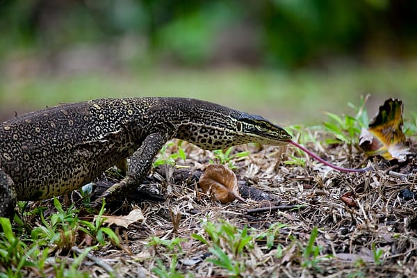 Cape York Peninsula, FNQ