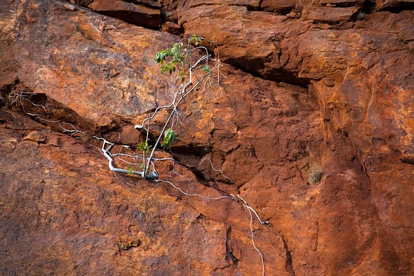 Lawn Hill, North West Queensland