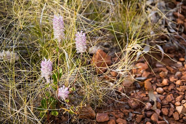 Lawn Hill, North West Queensland