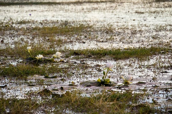 Leichhardt Lagoon, Normanton, FNQ