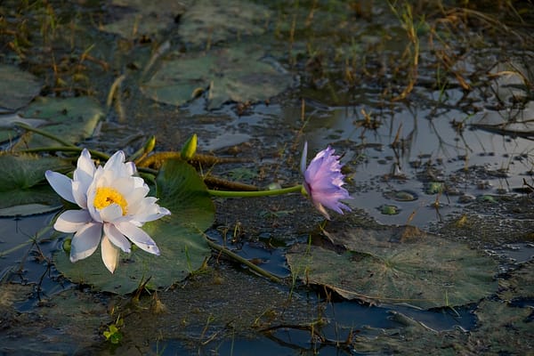 Leichhardt Lagoon, Normanton, FNQ