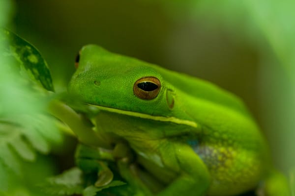 Daintree, FNQ