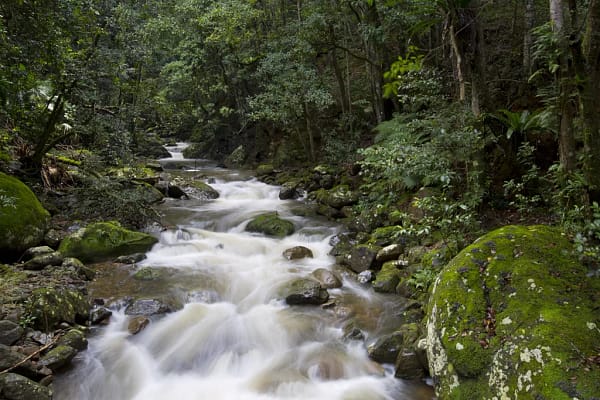 Minnamurra Rainforest Walk