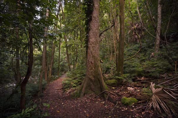 Cascade Falls, Macquarie Pass