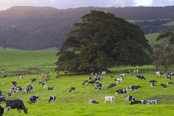 Rose Valley, Gerringong