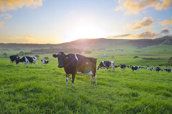 Rose Valley, Gerringong