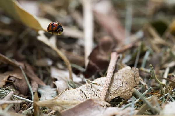 Lady Beetle