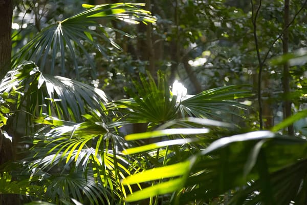 Minnamurra Rainforest Walk