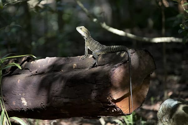 Minnamurra Rainforest Walk