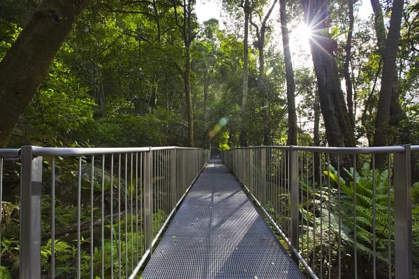 Minnamurra Rainforest Walk