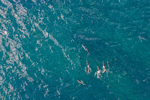 Dolphins at Snapper Point