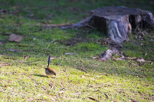 Fairy Wren at Russell Falls