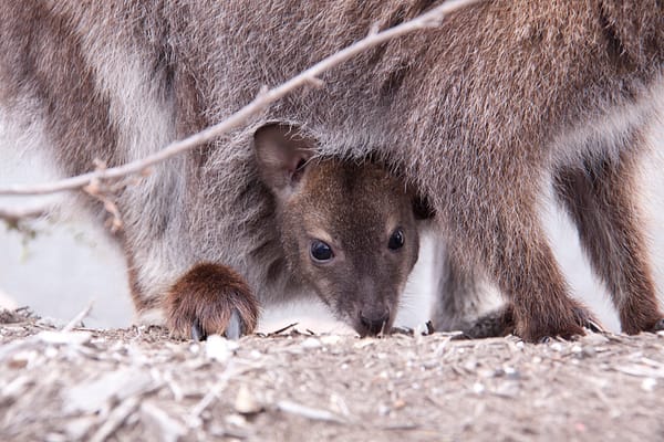 Kangaroo Joey, Freycinet National Park, Tasmania