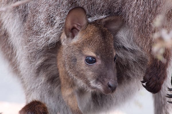 Kangaroo Joey, Freycinet National Park, Tasmania