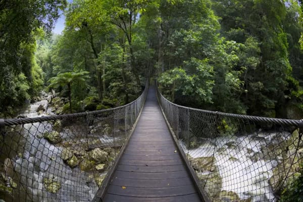 Minnamurra Rainforest, Jamberoo