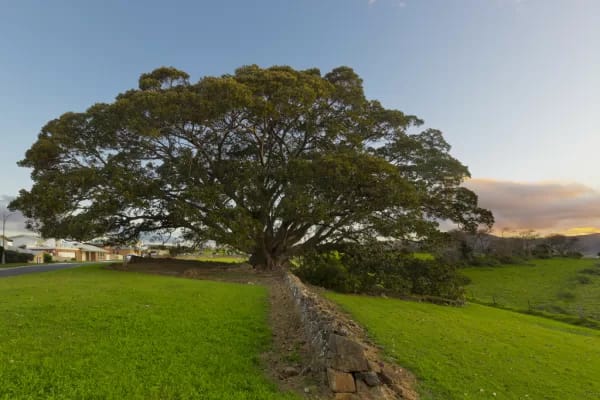 Swamp Road, Jamberoo