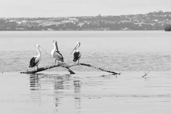 Kanahooka, NSW